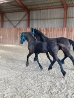 Fries hengstveulen Jeppe x Eise, Dieren en Toebehoren, Paarden, Hengst, Minder dan 160 cm, Gechipt, 0 tot 2 jaar