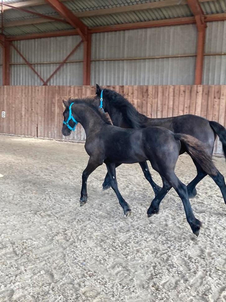 Fries hengstveulen Jeppe x Eise, Dieren en Toebehoren, Paarden, Hengst, Minder dan 160 cm, 0 tot 2 jaar, Gechipt, Ontwormd