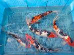 15 koi 35-60 cm, Dieren en Toebehoren, Vissen | Vijvervissen, Karper of Koi