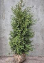 Thuja brabant Conifeer €7,50, Ophalen of Verzenden, Conifeer, 100 tot 250 cm