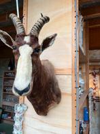 Nieuwe diverse verschillende dieren taxidermie, Ophalen of Verzenden, Zo goed als nieuw, Schedel