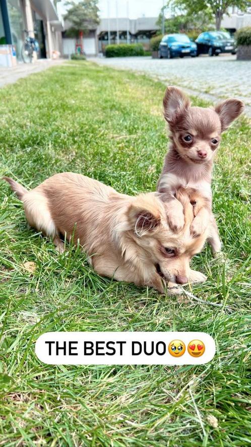Chihuahua pups, Dieren en Toebehoren, Honden | Chihuahua's en Gezelschapshonden, Teef, Chihuahua, Particulier, Meerdere, België