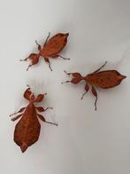 “Phyllium letiranti tataba” wandelend blad eitjes & nimfjes, Dieren en Toebehoren, Insecten en Spinnen