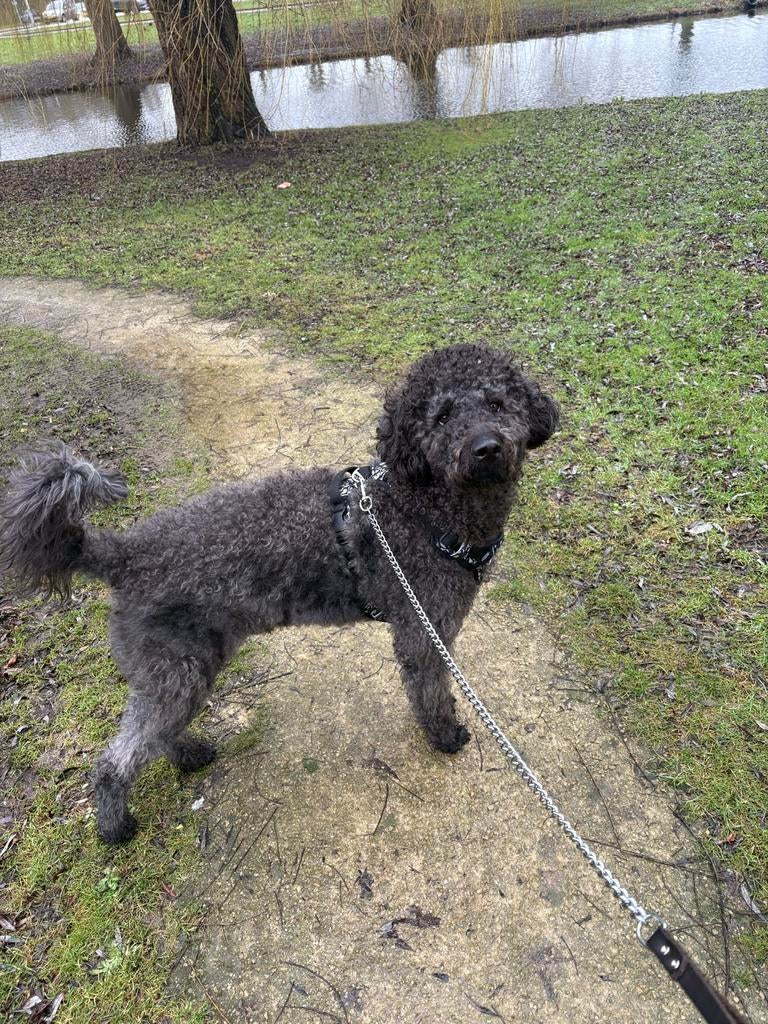 Laberadoodle / kingspoodle zwart, Dieren en Toebehoren, Honden | Niet-rashonden, Reu, 1 tot 2 jaar, Eén hond, Nederland