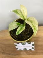 Monstera Laniata Mint #2, Ophalen of Verzenden, Overige soorten, Minder dan 100 cm
