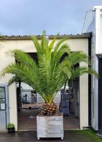 palmbomen, In pot, Zomer, Volle zon, 400 cm of meer