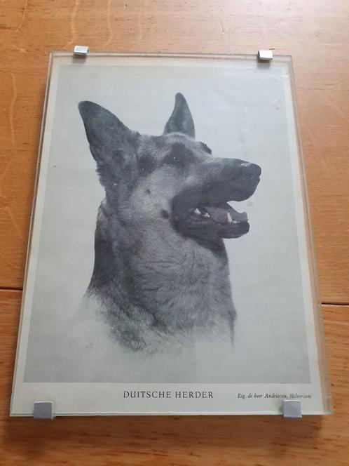 Duitse Herders hond foto in lijst oud jaren 30 40, Verzamelen, Dierenverzamelingen, Zo goed als nieuw, Overige typen, Hond of Kat