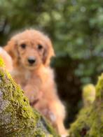 Super leuke pups Maltipoo met Teckel.! Nagenoeg zindelijk, Dieren en Toebehoren, Honden | Niet-rashonden, Nederland, CDV (hondenziekte)