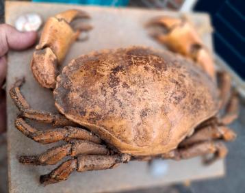 Krab opgezette ..zit op stukje hout 25 x 22 cm.. beschikbaar voor biedingen