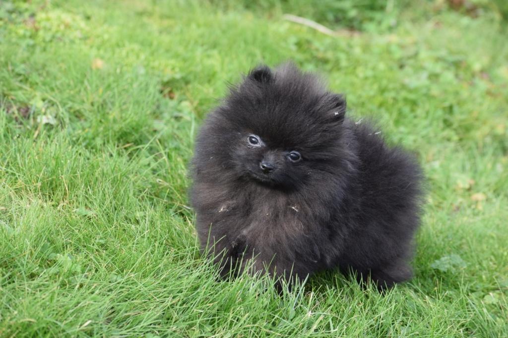 Dwergkees pups , Pomeriaan ,keeshond , Spitz, Dieren en Toebehoren, Honden | Poolhonden, Keeshonden en Oertypen, België, Keeshond