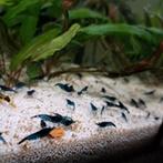 Zeer mooie blue dream garnalen, Dieren en Toebehoren, Vissen | Aquariumvissen, Kreeft, Krab of Garnaal