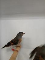 Tekoop kapoesijs  popen, Dieren en Toebehoren, Vogels | Overige Vogels, Meerdere dieren