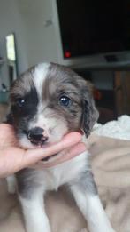 Australian Shepherd/Springer spaniel x Friese stabij pups, Dieren en Toebehoren, Honden | Retrievers, Spaniëls en Waterhonden