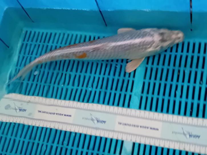 Diverse soorten koikarper  Maat 40/45 cm, Dieren en Toebehoren, Vissen | Vijvervissen, Karper of Koi