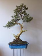 Bonsai Juniperus, Overige soorten, Ophalen