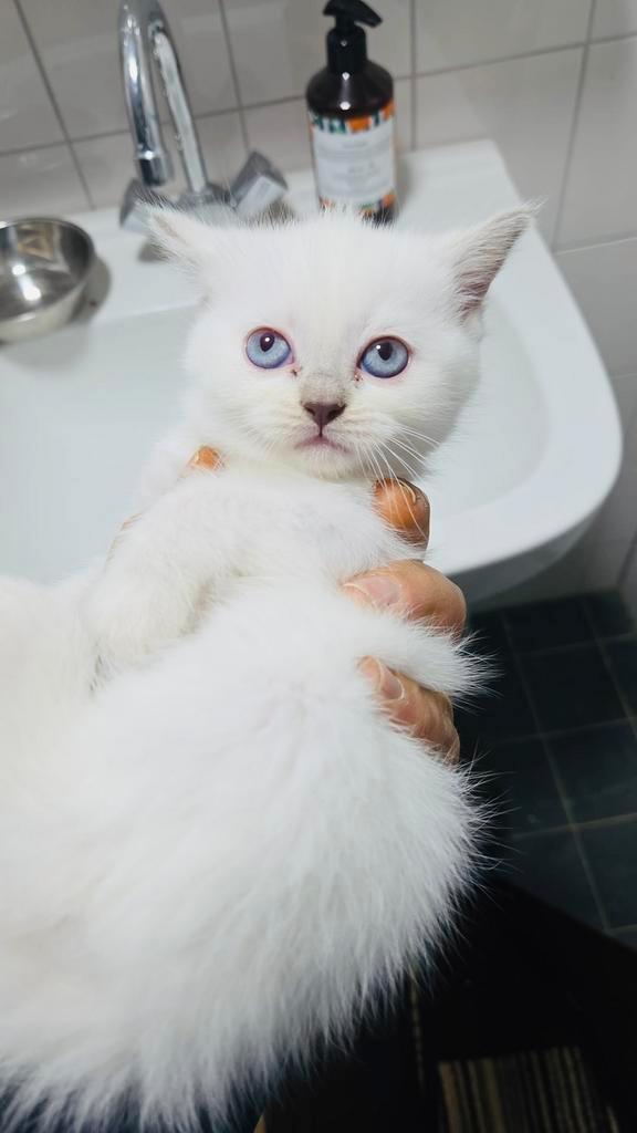 Kitten te koop, Dieren en Toebehoren, Katten en Kittens | Raskatten | Korthaar, Poes