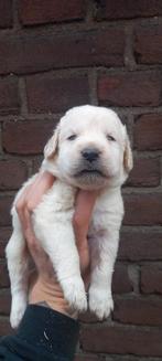 Labradoodle f3 x Labrador zwart blond Doodle poodle, Dieren en Toebehoren, Overige rassen, CDV (hondenziekte), 8 tot 15 weken