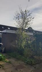 Gratis: Pruimen boom en kersenpruim??, Ophalen, Volle zon, Overige soorten