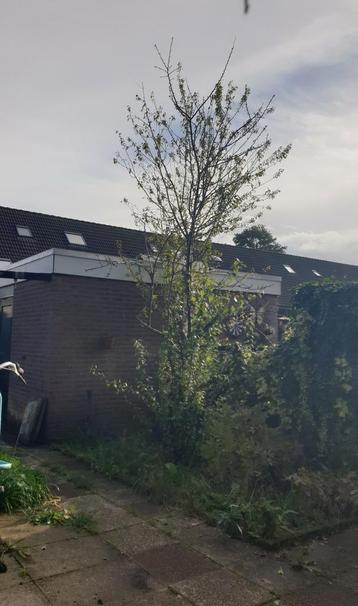 Gratis: Pruimen boom en kersenpruim?? beschikbaar voor biedingen