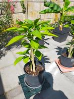 Mooie Datura planten te koop, Volle zon, Vaste plant, Zomer, Ophalen