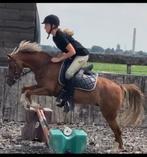 stoere talentvolle B/C pony (dressuur, springen, mennen), Dieren en Toebehoren, Pony's, Merrie, B, Gechipt, Springpony