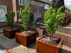 Cortenstalen plantenbak / bloembak, Tuin en Terras, Bloembakken en Plantenbakken, Tuin, Minder dan 60 cm, Vierkant, Nieuw