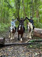 Meerdere bomproof pony’s beschikbaar, Merrie, Recreatiepony