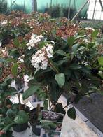 Viburnum Photinia Liriope Hortensia Leucothoe Hedera siergra, Ophalen, Overige soorten, 100 tot 250 cm