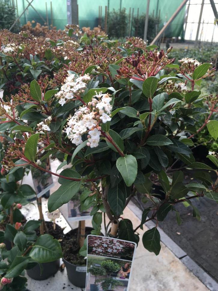 Viburnum Photinia Liriope Hortensia Leucothoe Hedera siergra, Tuin en Terras, Planten | Struiken en Hagen, Overige soorten, 100 tot 250 cm