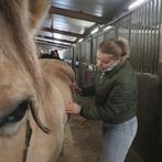 Paarden masseur aangeboden, Dieren en Toebehoren, Nieuw, Ophalen