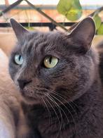 Zeer lieve Russisch Blauw poes gesteril/gechip/ingeënt 4jr, Dieren en Toebehoren, Katten en Kittens | Overige Katten, Poes, Kortharig