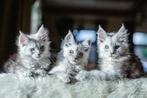 Maine Coons kittens, Dieren en Toebehoren, Katten en Kittens | Raskatten | Langhaar, 0 tot 2 jaar, Met stamboom
