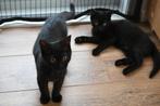 Britse korthaar kittens te koop, Dieren en Toebehoren, Katten en Kittens | Raskatten | Korthaar, Meerdere dieren, Ontwormd, 0 tot 2 jaar