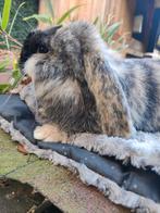 Prachtige Franse hangoor Ram, Dieren en Toebehoren, Konijnen, Mannelijk, Groot, Hangoor