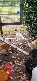 2 hanen, Dieren en Toebehoren, Pluimvee, Mannelijk, Kip