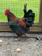Barnevelder kriel haan, Dieren en Toebehoren, Pluimvee, Mannelijk, Kip