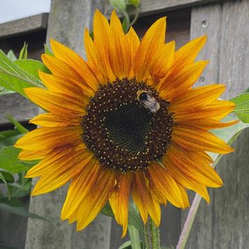Zaden zonnebloem hoog donkergeel met rode ring, vertakt beschikbaar voor biedingen