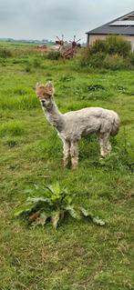 Jonge alpaca hengsten, Dieren en Toebehoren, Overige Dieren, Augustus, Mannelijk