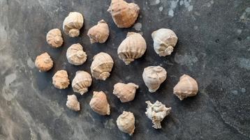 18 diverse schelpen 1 x Hexaplex trunculus
17 x stekelhoorn beschikbaar voor biedingen