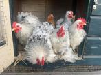Cochin kriel haantjes evt. Met hen, Dieren en Toebehoren, Pluimvee