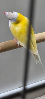 Gouldamadine man te koop, Dieren en Toebehoren, Vogels | Overige Vogels, Mannelijk, Geringd