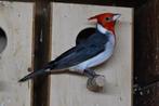 Roodkuif kardinaal, Dieren en Toebehoren, Vogels | Overige Vogels, Mannelijk, Tropenvogel, Geringd
