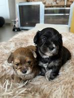 Maltipoo pups, Dieren en Toebehoren, Honden | Chihuahua's en Gezelschapshonden, Maltezer, 8 tot 15 weken, Meerdere, Meerdere dieren