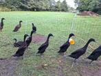 Indische loopeenden, Dieren en Toebehoren, Meerdere dieren, Tropenvogel