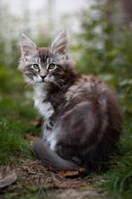 Prachtige Maine Coon kittens uit Russische lijnen!, Dieren en Toebehoren, Katten en Kittens | Raskatten | Langhaar, Meerdere dieren