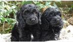 Cockapoo pups, Dieren en Toebehoren, CDV (hondenziekte), 8 tot 15 weken, Meerdere, Meerdere dieren