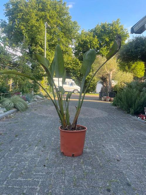 Tekoop aangeboden Paradijsvogelbloem Strelitzia Reginea 60cm, Huis en Inrichting, Kamerplanten, Overige soorten, Minder dan 100 cm