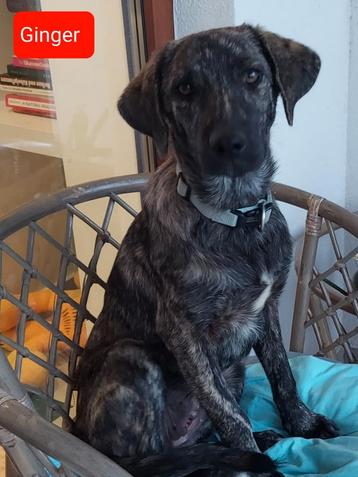 Ginger is ter adoptie! beschikbaar voor biedingen