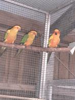 Zonparkieten, Dieren en Toebehoren, Vogels | Parkieten en Papegaaien, Meerdere dieren, Parkiet, Geringd