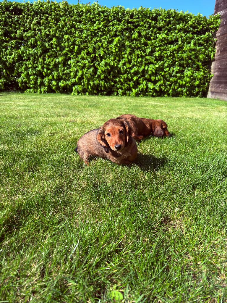 Langharige dwergteckel pups, Parvo, België, Particulier, 8 tot 15 weken